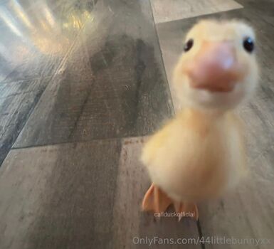 44littlebunnyxx